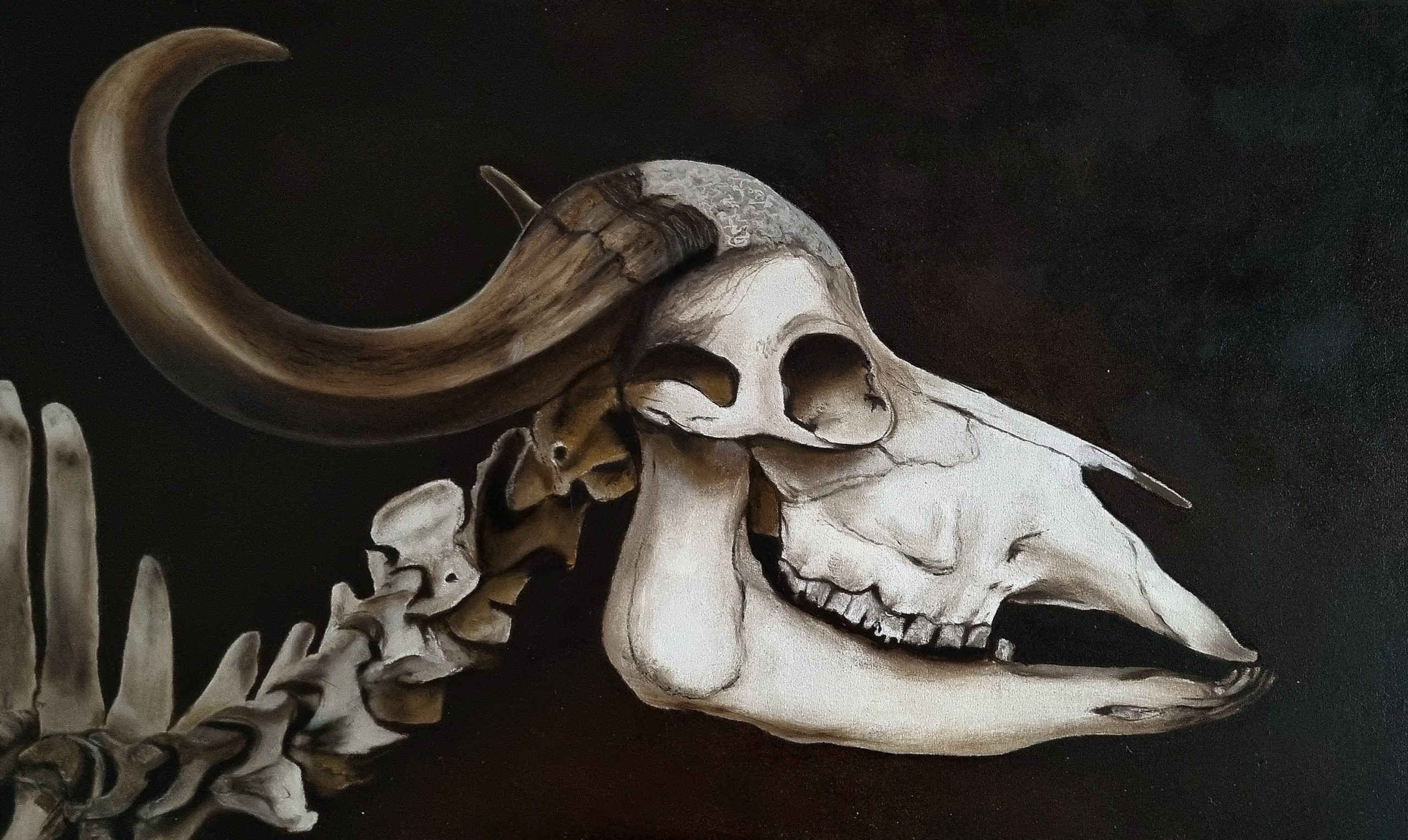 Skull of a buffalo