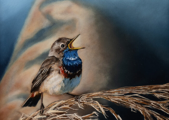 Vibrant Bluethroat 2