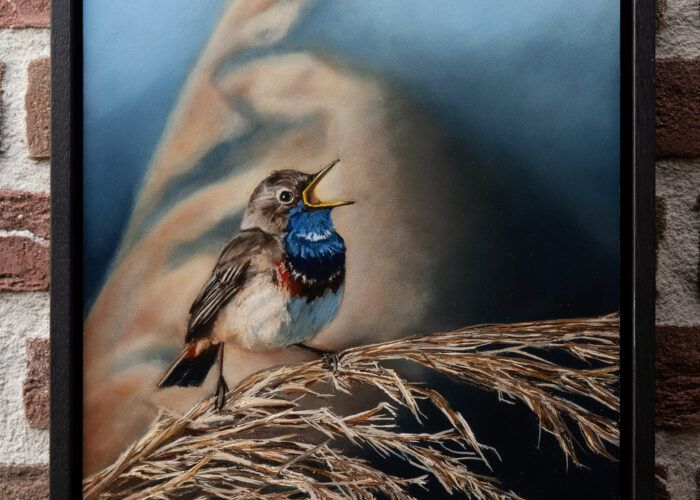 Vibrant bluethroat