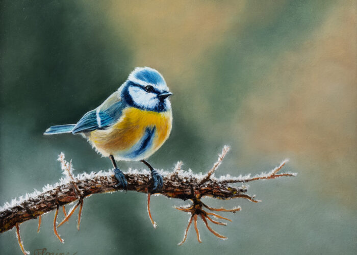 Blue tit 2