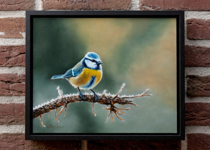Blue tit