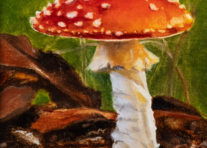 fly agaric 2