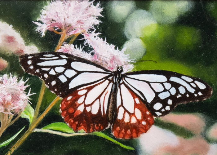 Chestnut Tiger Butterfly 2