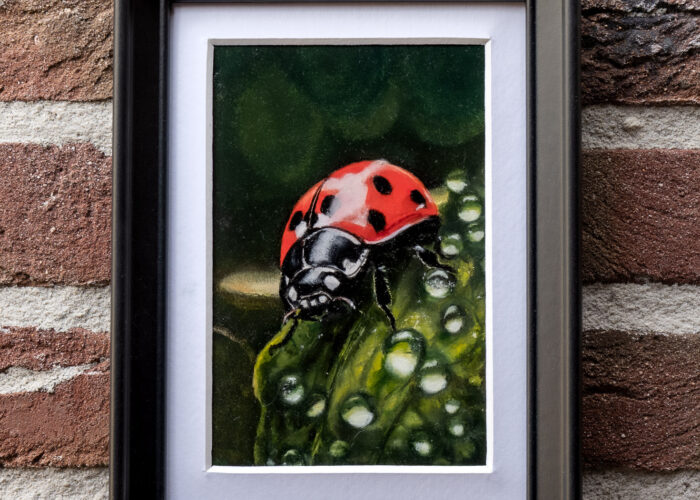 ladybug